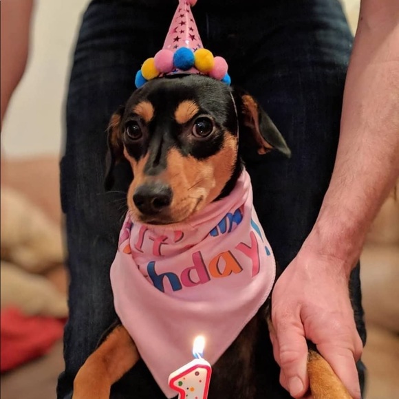 NWOT Pooch First Birthday - Picture 6 of 10